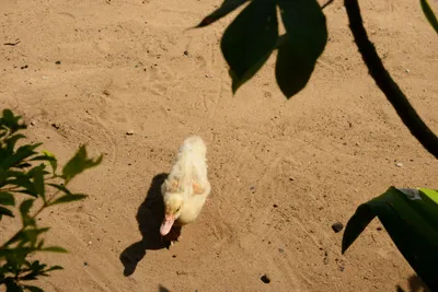 DSC_8145 (Large).JPG